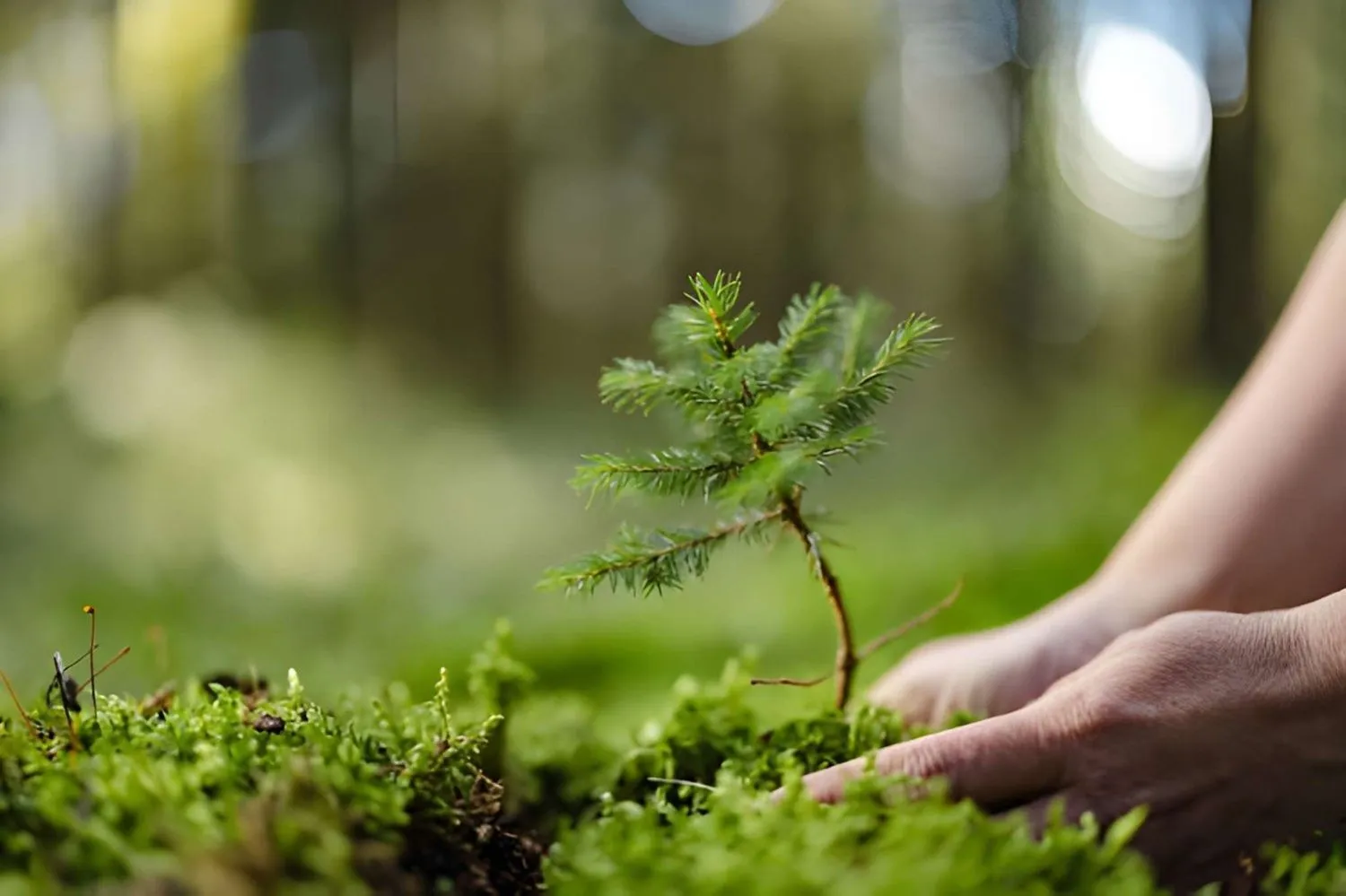 Tree Planting near me