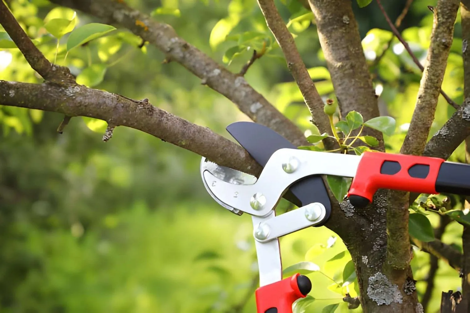 Tree pruning  Calgary