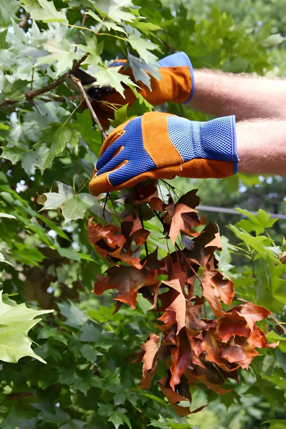 Tree Pruning in Calgary