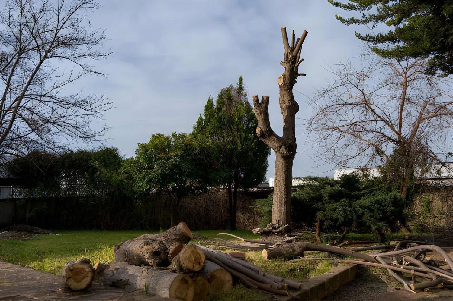 Calgary tree removal